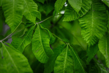 Light green leaves background