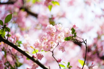 Obraz premium South Korea, Seoul, Olympic Park, Crab Apple Blossoms, 한국, 서울, 올림픽공원, 꽃사과, 분홍, 투명, 찬란