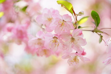 South Korea, Seoul, Olympic Park, Crab Apple Blossoms, 한국, 서울, 올림픽공원, 꽃사과, 분홍, 투명, 찬란