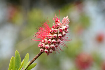 Crimson bottlebrush