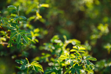 green leaves of rose hips on a sunny day