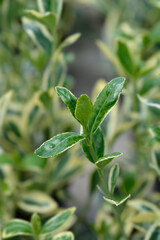 Japanes spindle Bravo