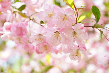 South Korea, Seoul, Olympic Park, Crab Apple Blossoms, 한국, 서울, 올림픽공원, 꽃사과, 분홍, 투명, 찬란