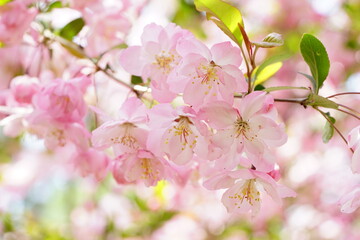South Korea, Seoul, Olympic Park, Crab Apple Blossoms, 한국, 서울, 올림픽공원, 꽃사과, 분홍, 투명, 찬란