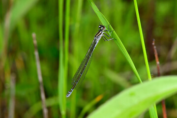 Azure damselfly // Hufeisen-Azurjungfer (Coenagrion puella)