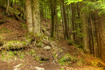 Foto op Plexiglas Beautiful forest around Fojnica, Bosnia © mirza77