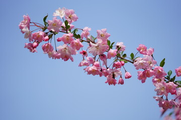 South Korea, Seoul, Olympic Park, Crab Apple Blossoms, 한국, 서울, 올림픽공원, 꽃사과, 봄꽃, 접사