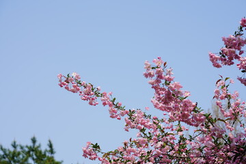 South Korea, Seoul, Olympic Park, Crab Apple Blossoms, 한국, 서울, 올림픽공원, 꽃사과, 봄꽃, 접사
