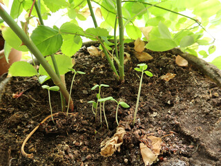 seedling growing in soil