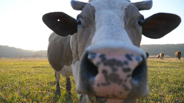 Curious cow looking into camera and sniffing it. Cute friendly animal grazing in meadow showing curiosity. Scenic countryside landscape with sunlight at background. Farming concept. Slow mo Close up