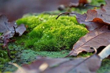 green moss on tree trunk