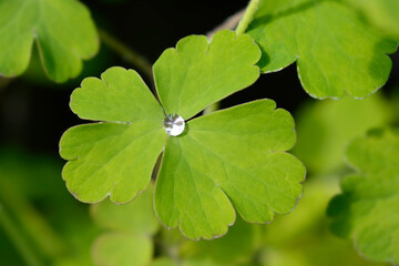 Common columbine