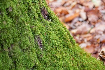 green moss on tree trunk