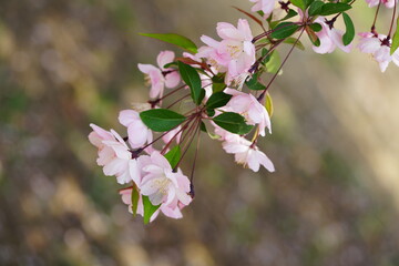 South Korea, Seoul, Olympic Park, Crab Apple Blossoms, 한국, 서울, 올림픽공원, 꽃사과, 분홍, 투명, 찬란