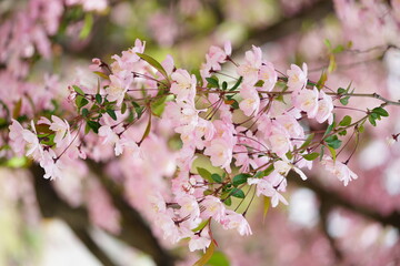 South Korea, Seoul, Olympic Park, Crab Apple Blossoms, 한국, 서울, 올림픽공원, 꽃사과, 봄꽃, 접사