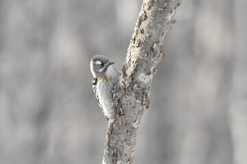 北海道の冬、餌を探すエゾコゲラ