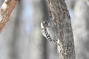 北海道の冬、餌を探すエゾコゲラ