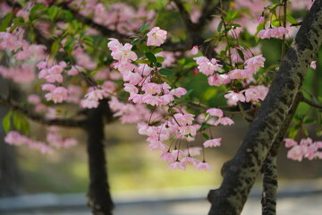 South Korea, Seoul, Olympic Park, Crab Apple Blossoms, 한국, 서울, 올림픽공원, 꽃사과, 봄꽃, 접사
