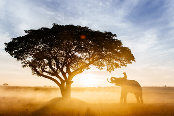 Man and his elephant working in the rice fields in northern thailand