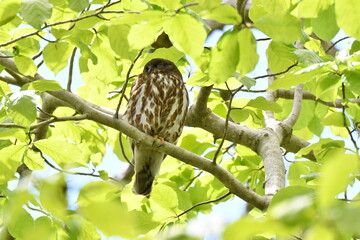 北海道の春の昼間、樹上で休むアオバズク