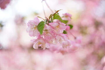 South Korea, Seoul, Olympic Park, Crab Apple Blossoms, 한국, 서울, 올림픽공원, 꽃사과, 봄꽃, 접사
