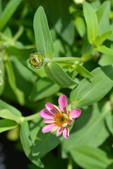 Obraz premium Common zinnia