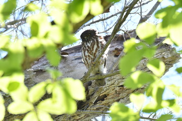 北海道の春の昼間、樹上で休むアオバズク
