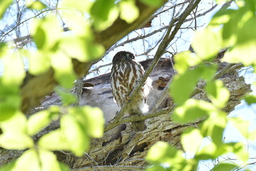 北海道の春の昼間、樹上で休むアオバズク