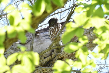 北海道の春の昼間、樹上で休むアオバズク