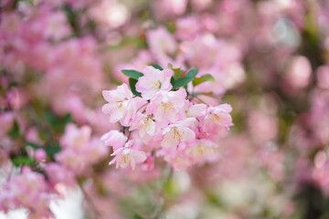 South Korea, Seoul, Olympic Park, Crab Apple Blossoms, 한국, 서울, 올림픽공원, 꽃사과, 봄꽃, 접사