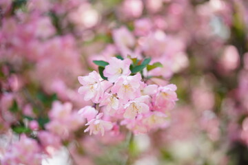 South Korea, Seoul, Olympic Park, Crab Apple Blossoms, 한국, 서울, 올림픽공원, 꽃사과, 봄꽃, 접사