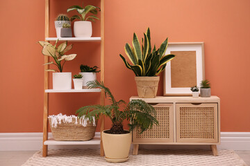 Stylish room interior with decorative ladder and plants near coral wall