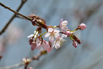 北海道の春、一斉に咲き誇るエゾヤマザクラ