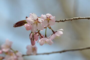 北海道の春、一斉に咲き誇るエゾヤマザクラ
