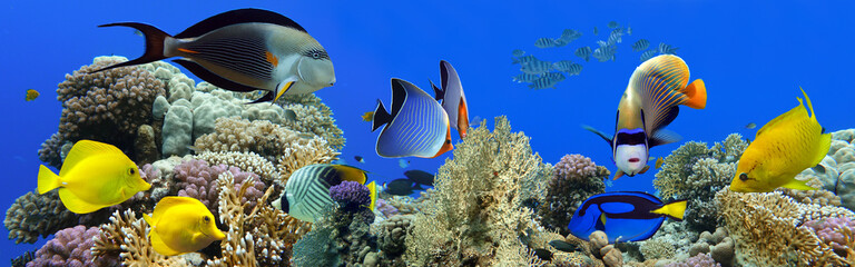 Tropical Fish and Coral Reef - panorama