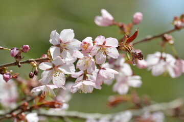 北海道の春、一斉に咲き誇るエゾヤマザクラ