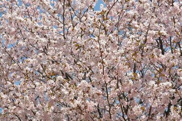 北海道の春、一斉に咲き誇るエゾヤマザクラ