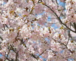 北海道の春、一斉に咲き誇るエゾヤマザクラ