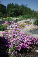 flowers in the mountains