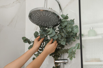 Woman hanging branches with green eucalyptus leaves on shower, closeup © New Africa