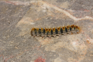 	
Side macro plan of, caterpillar Pine Processionary Thaumetopoea pityocampa, on a stone.	
