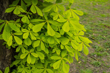chestnut green leaves tree background