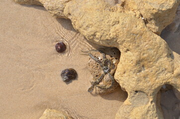 ecosystem or habitat of sea living concept