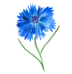 Bluet, cornflower, blue centaurea, beautiful field flower. Botanical, floral illustration. Single flower isolated on a white background. Hand drawn watercolor illustration. 