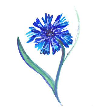 recommend clip art: Bluet, cornflower, blue centaurea, beautiful field flower. Botanical, floral illustration. Single flower isolated on a white background. Hand painted illustration. 