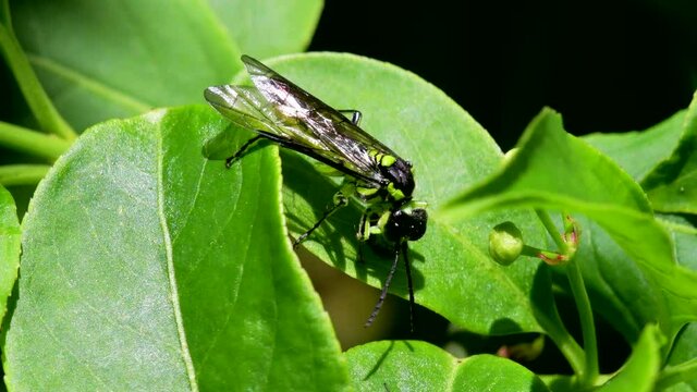 Sawfly on a leaf. His Latin name is Tenthredo mesomela.