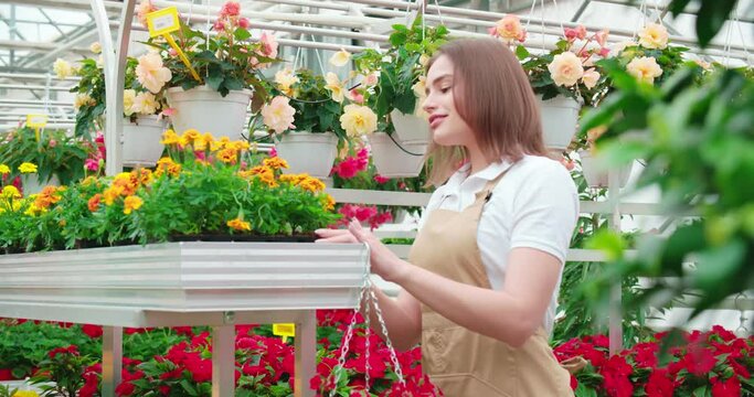 Positive young woman in beige apron planting colorful flowers in pots. Pretty florist enjoying favorite work at large greenhouse. Cultivation of plants.