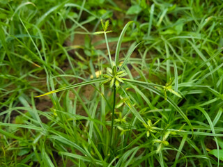 umbrella sedge plant in the ground