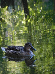 spring background with a wild duck floating on the lake with the reflection of gently green tree crowns with tender young foliage 