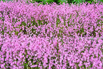 Obraz premium Close up beautiful small pink flowers background.